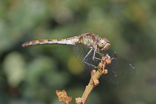 Sympetrum striolatum